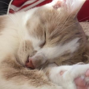 Meet your Posher, Isla